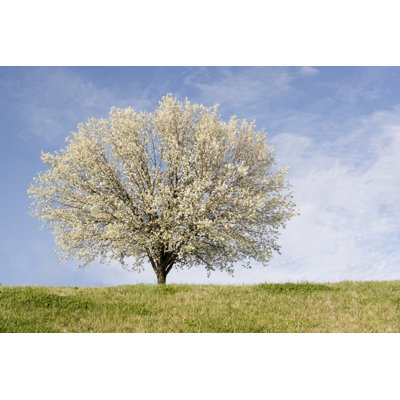 " Bradford Pear Tree "