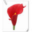 Arrangement Lillies-623490078-623490075