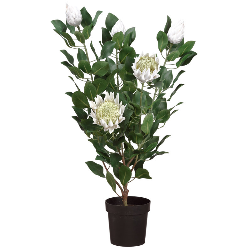 47 po Blooming King Protea X5 en pot crème
