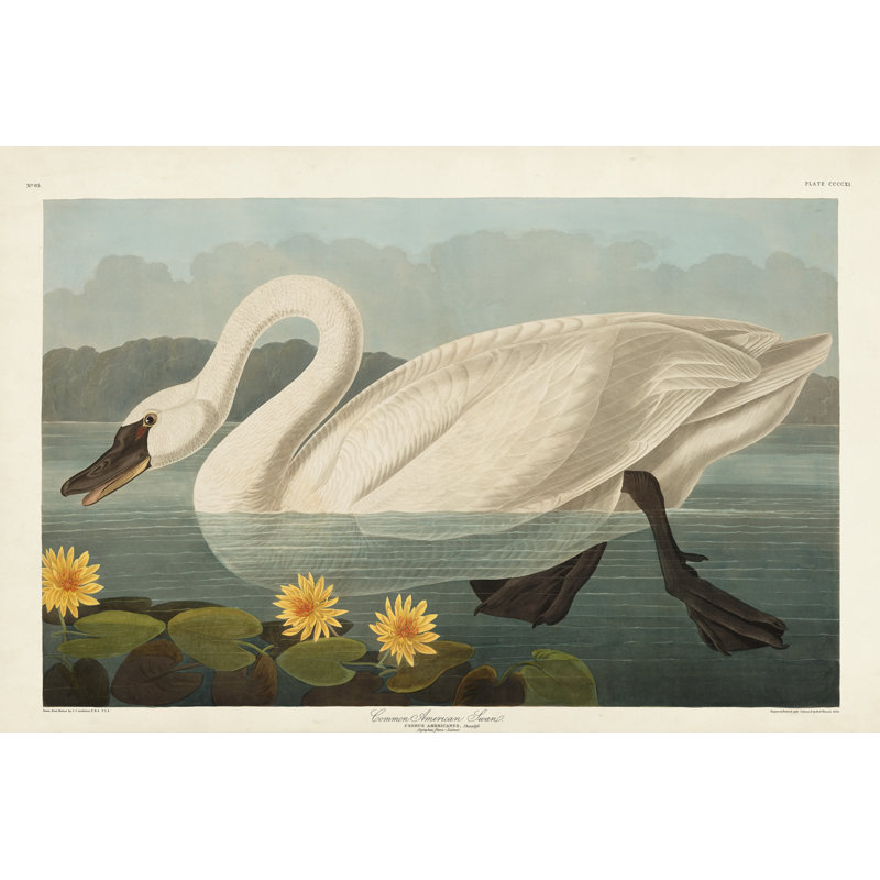Pl 411 cygne d'Amérique, H 12 po x l 18 po