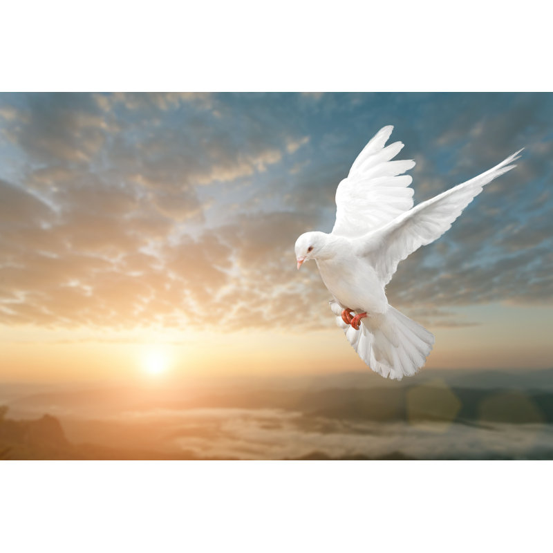 Chavelle White Dove Flying by - Photographie sur toile tendue, H 8 po x l 12 po