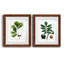 Chêne blanc - ensemble de 2 reproductions d'art-1328258109-1328258056-1328258058