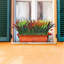 16,9 plante-240845614