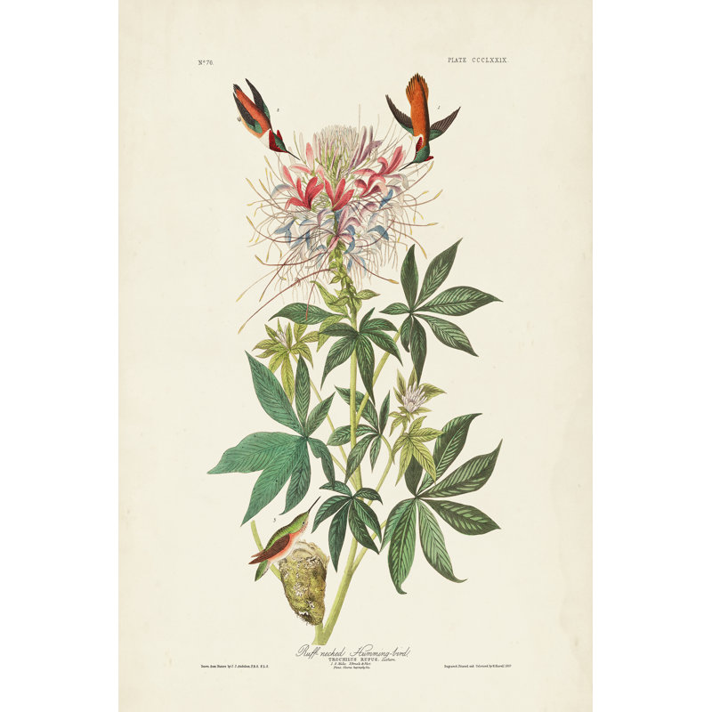 Pl 379 Ruff-Necked Hummingbird by John Audubon - 1 Piece Wrapped Canvas Painting, 91cm H x 61cm W