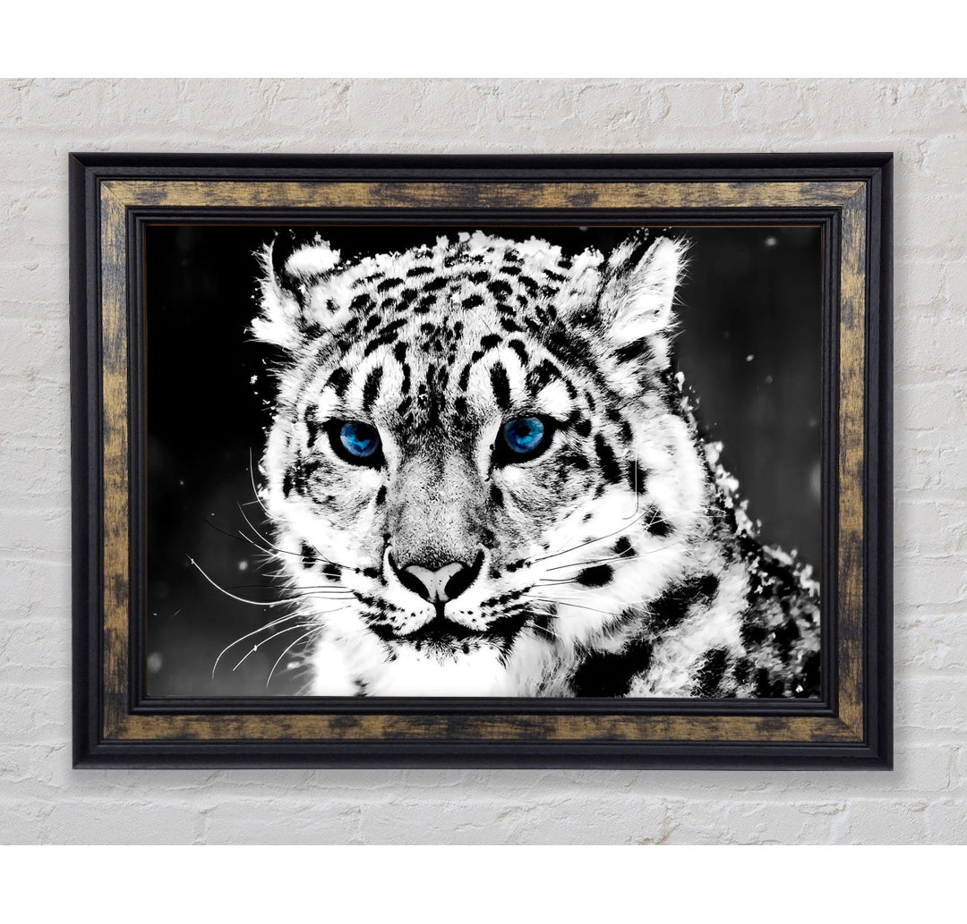 Snow Blue Eye Leopard - Einzelner Bilderrahmen Kunstdrucke