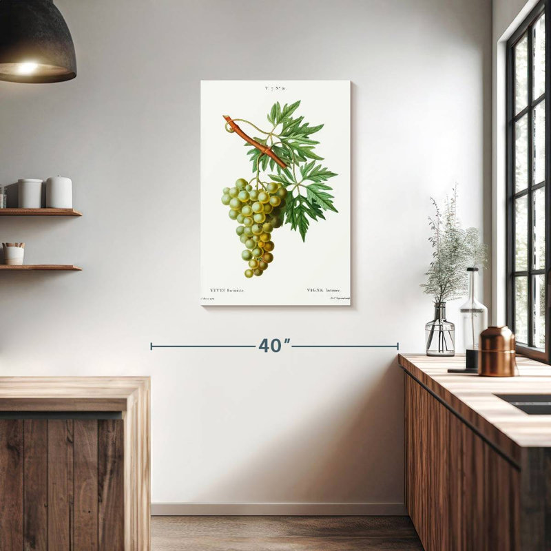 Vigne Yarlin - Vitis Laciniata, H 36 po x l 24 po