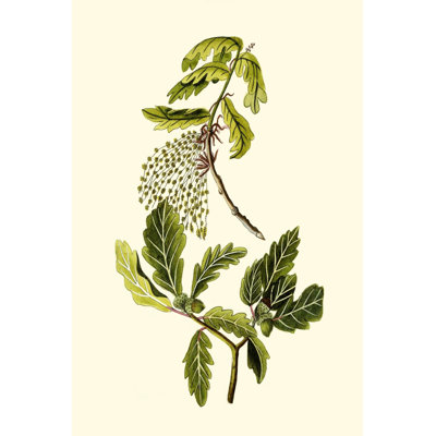 Olive Greenery III - Painting