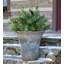 Faux Cedar Plant