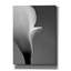 «Calla No. 5» par PhotoINC Studio-1774682592