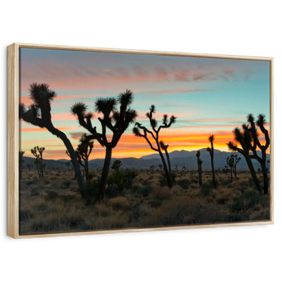 Joshua Tree National Park Sunset