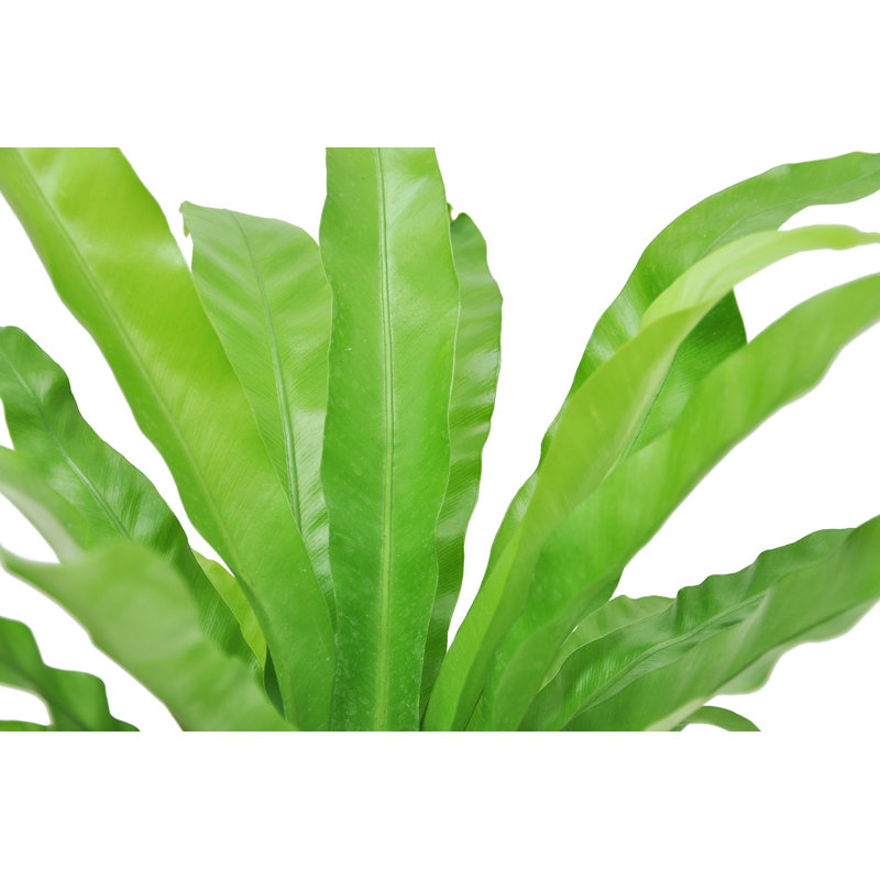 Bird''s Nest Fern in Nursery Pot