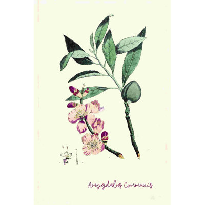 Merlot, fleur d'amande botanique avec aquarelle - peinture sur toile tendue