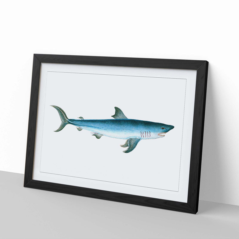 Porbeagle Shark by Edward Donovan - Picture Frame Painting Print, Black Framed, 27cm H x 36cm W x 2cm D