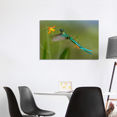 Long-Tailed Sylph Feeding on Flower Nectar, Jurong Bird Park, Singapore 1 Piece Wrapped Canvas Wall Art