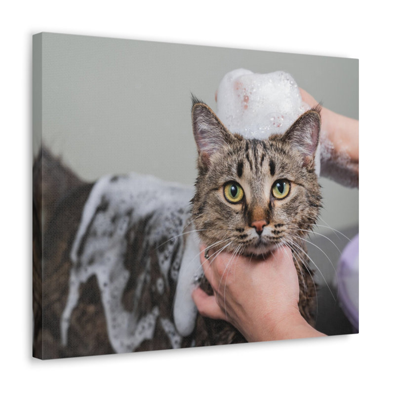 «Cute Grey Cat Bath», art mural sur toile, H 24 po x l 30 po