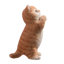 Chat tigré orange priant-116323235