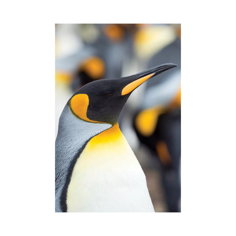 King Penguin, Falkland Islands. by Martin Zwick - Wrapped Canvas Print, 66.04 cm H x 45.72 cm W x 3.175 cm D