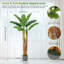 60cm Plant