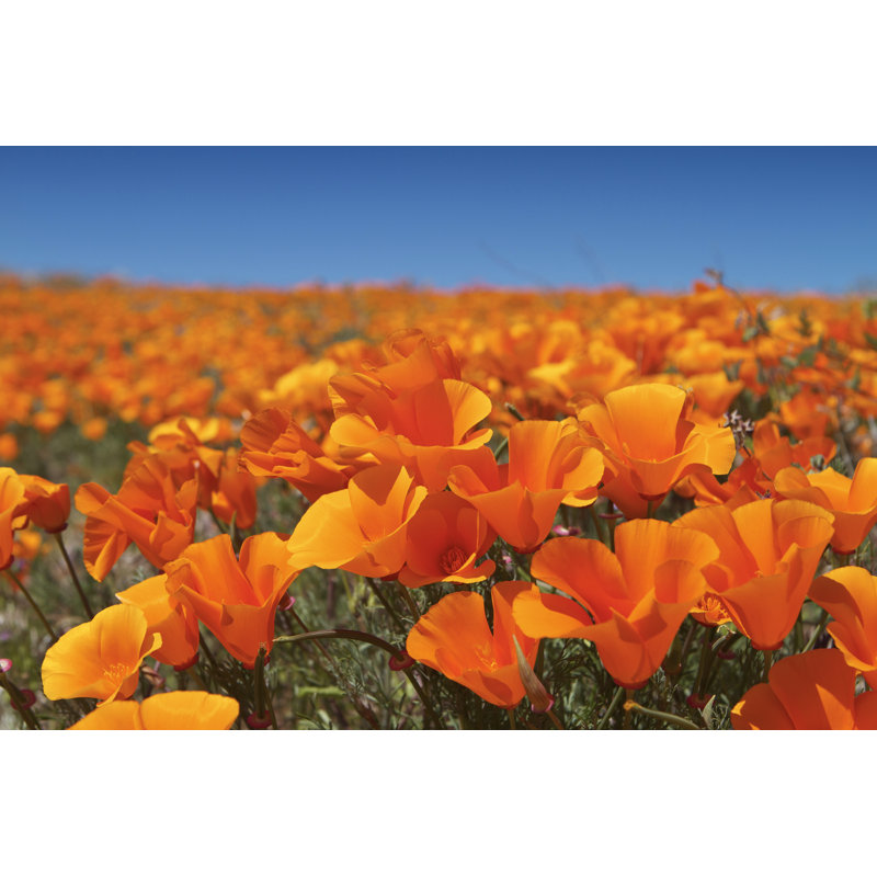 Fleurs de coquelicots par Hirkopoto, H 8 po x l 12 po