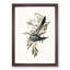 Australian Cuckoos by Elizabeth Gould - Framed Print-55456998-55457001