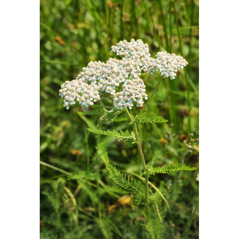 Achillea Millefolium par Nicolasmccomber, H 30 po x l 20 po
