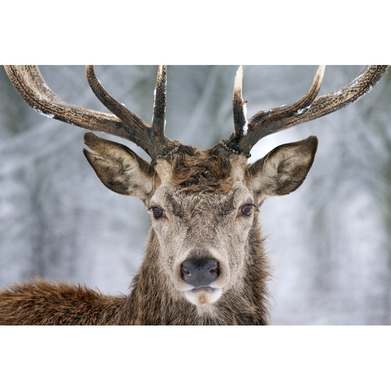 «Winter Deer» par Hims1526 - Photographie sur toile tendue, H 12 po x l 18 po
