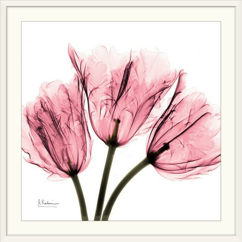«Tulips Laugh II X-Ray» par Albert Koetsier, reproduction de photo, H 32 po x l 32 po x P 1 po, Cadre blanc