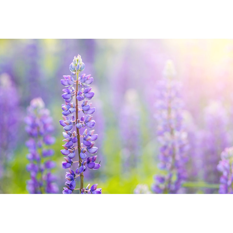 Osaze A Field Of Lupines - Wrapped Canvas Print, 20cm H x 30cm W x 3.8cm D