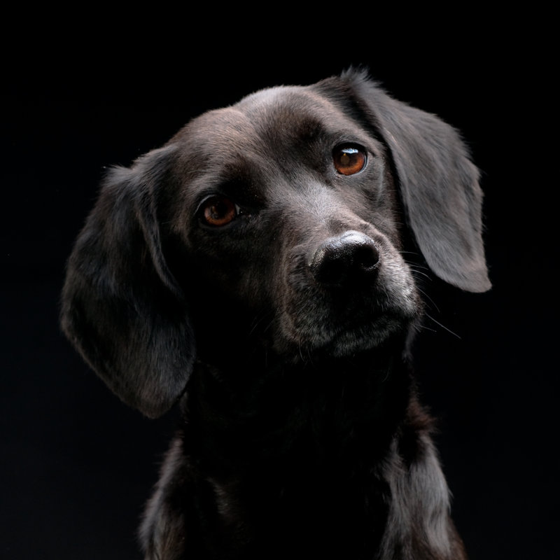 Jess by Dageldog, 12" H x 12" W
