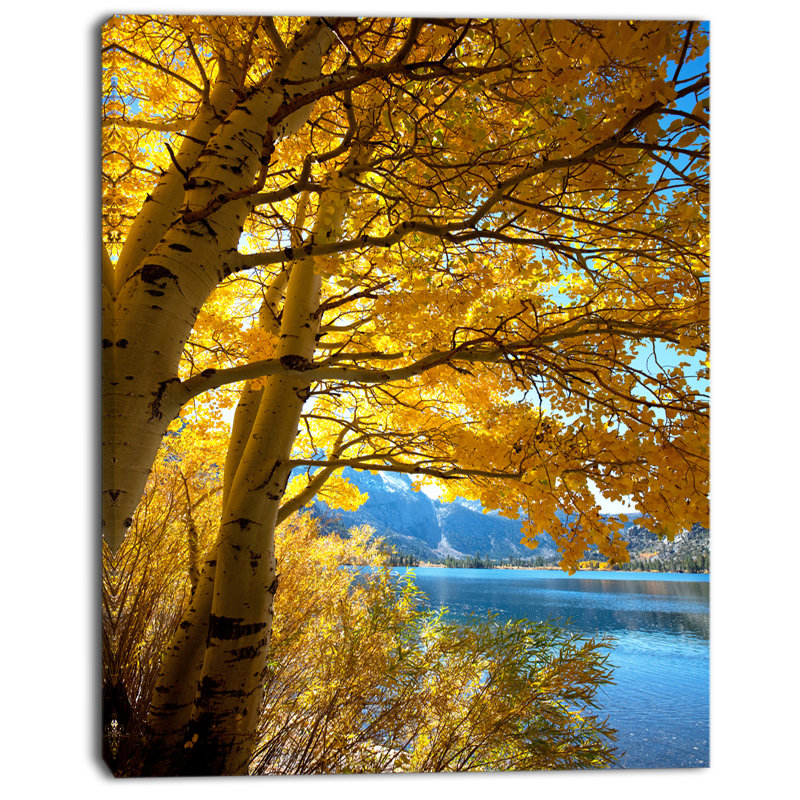 « brillante yellow automne tree », reproduction de photo sur toile tendue, H 40 po x l 30 po x P 1 po