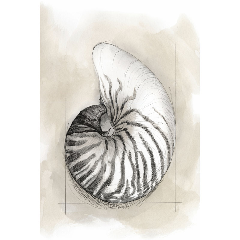 Shell Schematic II by Megan Meagher - Wrapped Canvas Painting, 122cm H x 81cm W x 3.8cm D