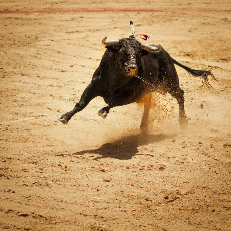 Fighting Bull - Wrapped Canvas Print, 76cm H x 76cm W x 3.8cm D
