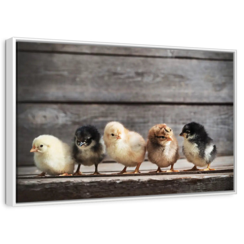 Rangée de poussins, Cadre flottant blanc, 25 po x 17 po
