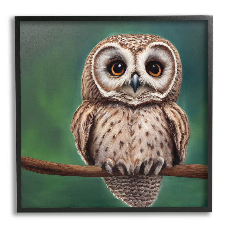Hibou tacheté regardant la giclée par Alpenglow, Giclée encadrée noir minuit, H 12 po x l 12 po x P 1,5 po