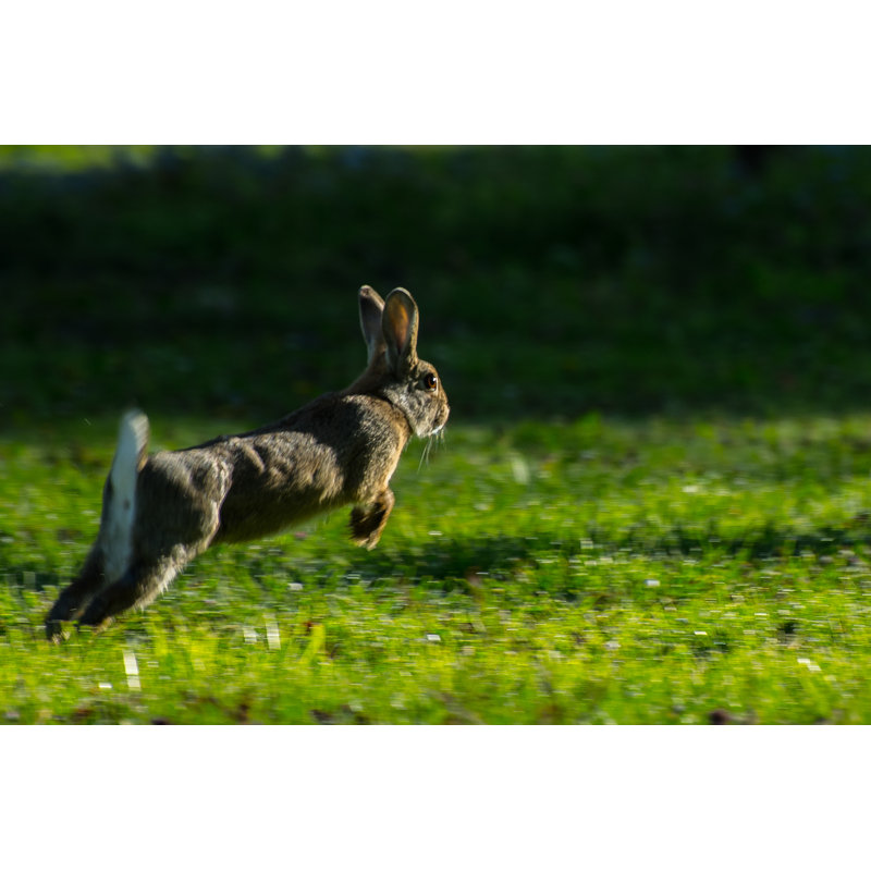 Jump - Wrapped Canvas Print, 30cm H x 46cm W x 3.8cm D