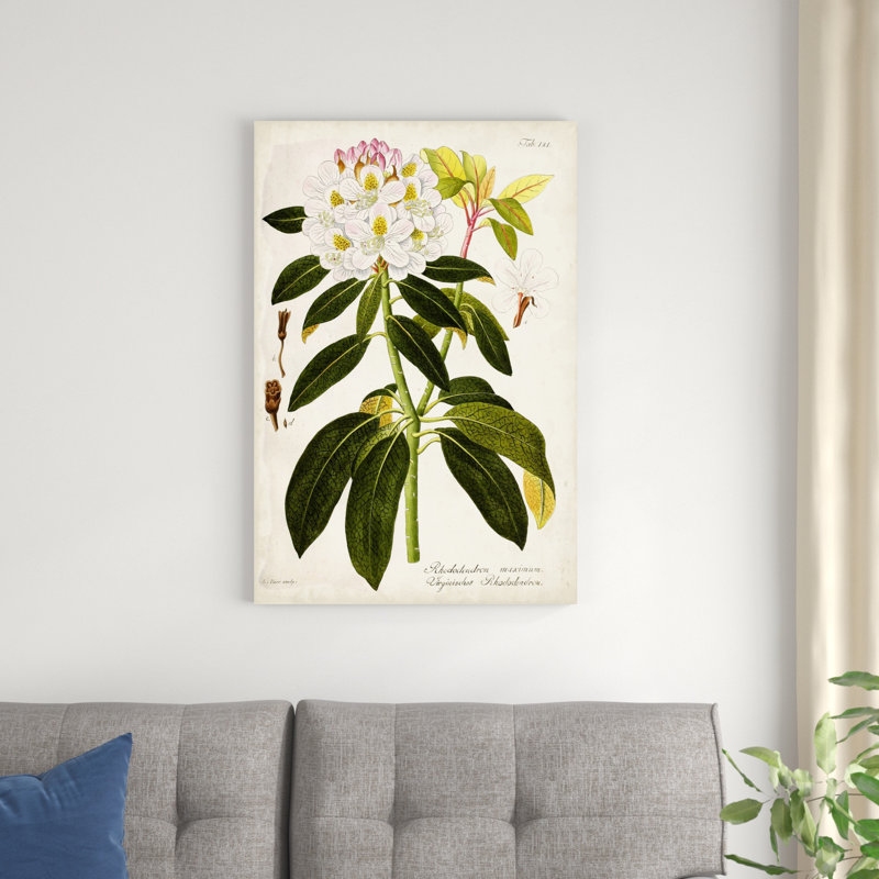 «Vintage Rhododendron I» par Vision Studio, impression sur toile tendue, H 36 po x l 24 po