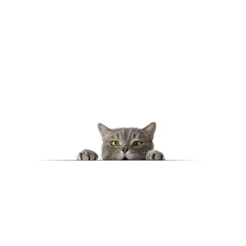Chat obèse vilain aux gros yeux regardant la cible. par 101Cats, H 24 po x l 36 po
