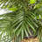 14'' Faux Palm Plant in Wicker/Rattan Basket