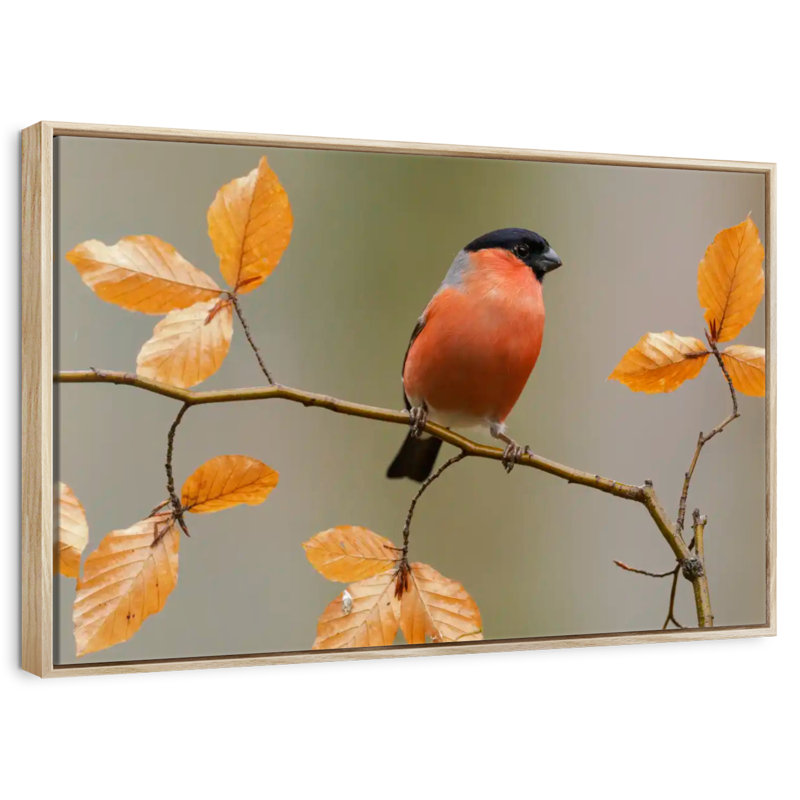 Bouvreuil sur une brindille, Cadre flottant en bois naturel, 46 po x 31 po