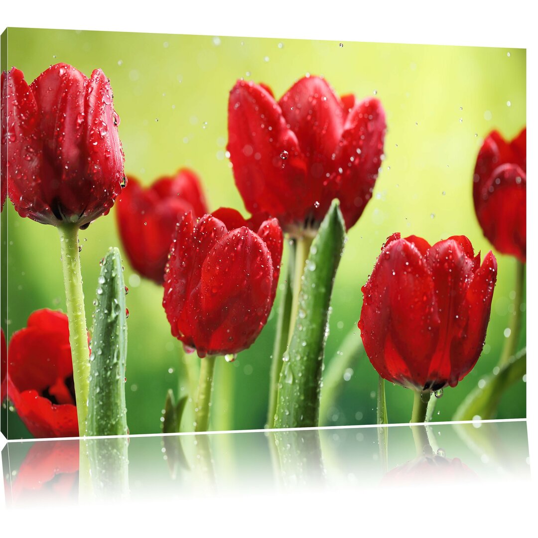 Leinwandbild Rote Tulpen mit Tropfen bedeckt