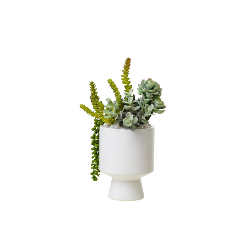 Succulents Arrangement in White Cylinder Urn