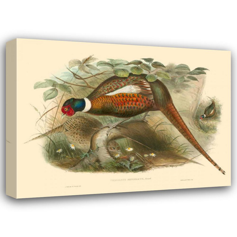 Art sur toile tendu Lark Manor ™ Gould, John: Gould Pheasants II 68992Z, H 28 po x l 36 po