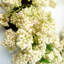 Faux Plastic Wreath-408086000