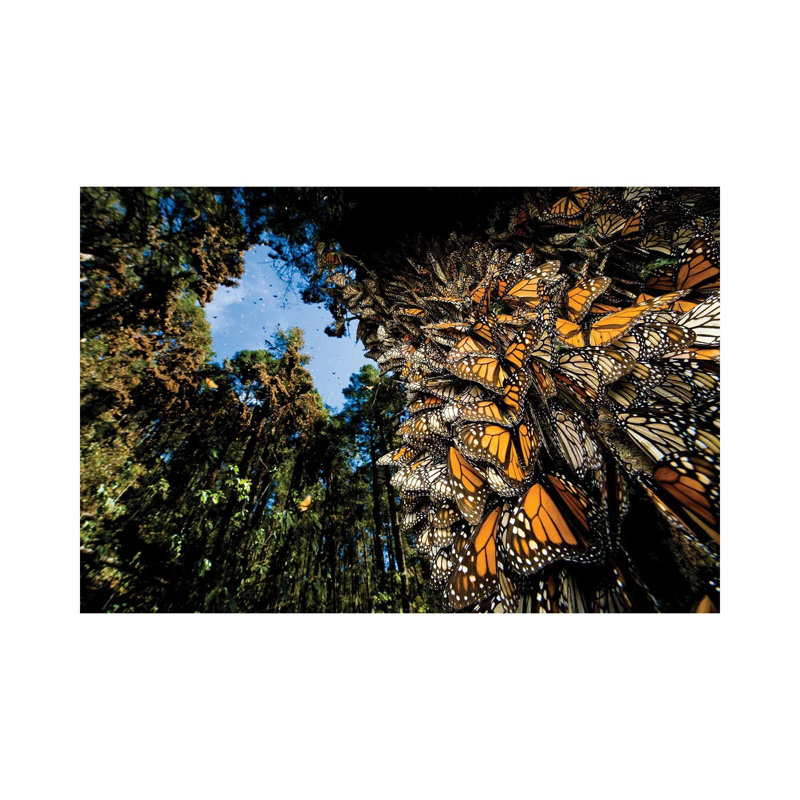 Millions Of Monarch Butterflies Roost On The Sierra Chincua Near Angangueo, Mexico I by Joel Sartore - Wrapped Canvas Gallery-Wrapped Canvas Giclée
