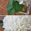Arrangement élégant d'hortensias artificiels blancs de 8 po dans un vase carré en verre avec de l'eau artificielle Barnette