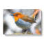 Charming Rob In Bird - Wrapped Canvas-55371040
