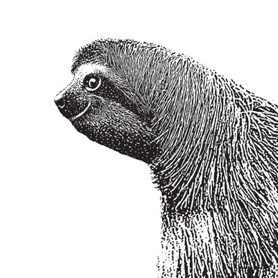 Three Toed Sloth by GeorgePeters - Wrapped Canvas Print