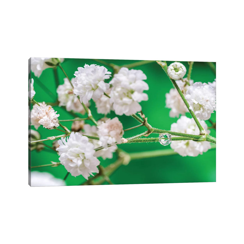 Cherry Tree Blossom by Glauco Meneghelli - Wrapped Canvas Print