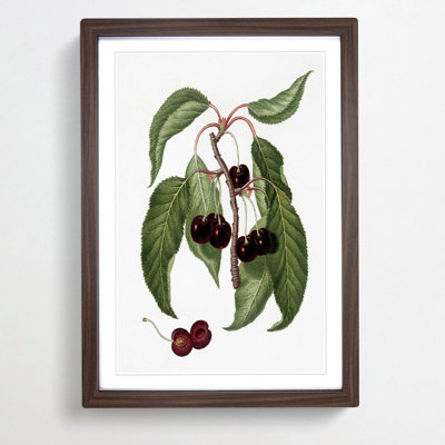 Hard-fleshed Cherry Tree by Giorgio Gallesio - Picture Frame Painting Print