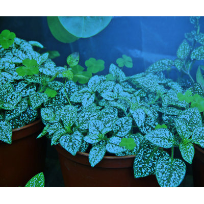 Miracle LED 9 Watt Grow Light